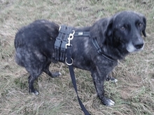 NEMMO, Hund, Mischlingshund in Steyerberg - Bild 3