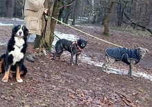 NEMMO, Hund, Mischlingshund in Steyerberg - Bild 5