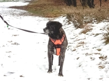 NEMMO, Hund, Mischlingshund in Steyerberg - Bild 9