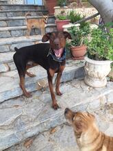 LUCA, Hund, Dobermann in Spanien - Bild 2