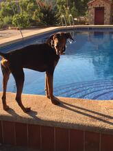 LUCA, Hund, Dobermann in Spanien - Bild 4