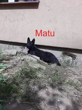 MATU, Hund, Mischlingshund in Polen - Bild 1