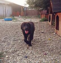 DARTAGNAN, Hund, Mischlingshund in Rumänien - Bild 5