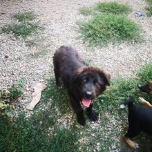 DARTAGNAN, Hund, Mischlingshund in Rumänien - Bild 6