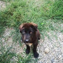 DARTAGNAN, Hund, Mischlingshund in Rumänien - Bild 7