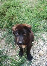 DARTAGNAN, Hund, Mischlingshund in Rumänien - Bild 8