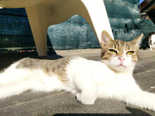 STING, Katze, Hauskatze in Bulgarien - Bild 1