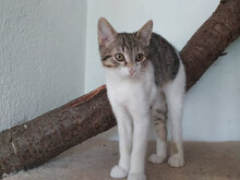 STING, Katze, Hauskatze in Bulgarien - Bild 3