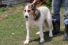 NEKIO, Hund, Collie-Schnauzer-Mix in Rumänien - Bild 2
