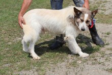 NEKIO, Hund, Collie-Schnauzer-Mix in Rumänien - Bild 4