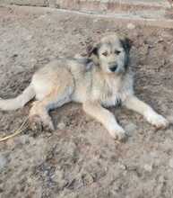 LUISA, Hund, Mischlingshund in Rumänien - Bild 1
