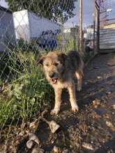 LUISA, Hund, Mischlingshund in Rumänien - Bild 2