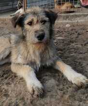 LUISA, Hund, Mischlingshund in Rumänien - Bild 3
