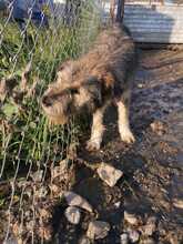 LUISA, Hund, Mischlingshund in Rumänien - Bild 4