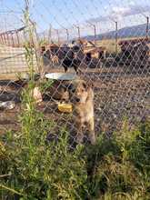 LUISA, Hund, Mischlingshund in Rumänien - Bild 5