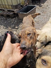 DONNA, Hund, Mischlingshund in Rumänien - Bild 3