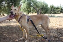 AKIRA, Hund, Podengo in Spanien - Bild 11