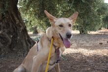 AKIRA, Hund, Podengo in Spanien - Bild 12