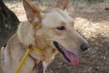 AKIRA, Hund, Podengo in Spanien - Bild 13