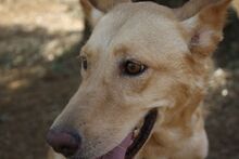 AKIRA, Hund, Podengo in Spanien - Bild 16