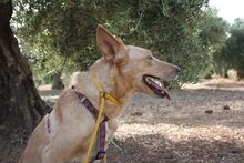 AKIRA, Hund, Podengo in Spanien - Bild 17