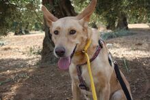 AKIRA, Hund, Podengo in Spanien - Bild 19