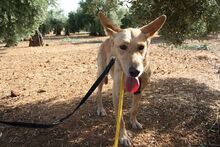 AKIRA, Hund, Podengo in Spanien - Bild 2