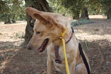AKIRA, Hund, Podengo in Spanien - Bild 20
