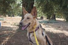 AKIRA, Hund, Podengo in Spanien - Bild 21