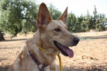 AKIRA, Hund, Podengo in Spanien - Bild 22