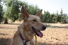 AKIRA, Hund, Podengo in Spanien - Bild 23