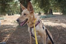 AKIRA, Hund, Podengo in Spanien - Bild 24