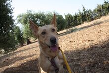 AKIRA, Hund, Podengo in Spanien - Bild 25