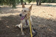 AKIRA, Hund, Podengo in Spanien - Bild 26