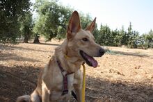 AKIRA, Hund, Podengo in Spanien - Bild 27