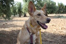 AKIRA, Hund, Podengo in Spanien - Bild 28