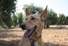 AKIRA, Hund, Podengo in Spanien - Bild 29