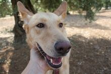 AKIRA, Hund, Podengo in Spanien - Bild 3