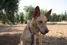 AKIRA, Hund, Podengo in Spanien - Bild 30