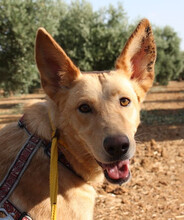 AKIRA, Hund, Podengo in Spanien - Bild 31