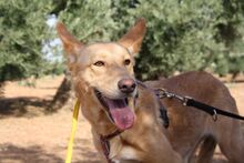 AKIRA, Hund, Podengo in Spanien - Bild 4