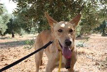 AKIRA, Hund, Podengo in Spanien - Bild 8