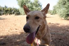AKIRA, Hund, Podengo in Spanien - Bild 9
