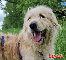 LEON, Hund, Mischlingshund in Drenkow - Bild 1