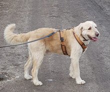 LEON, Hund, Mischlingshund in Drenkow - Bild 16