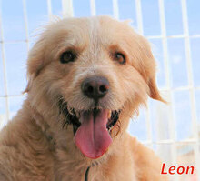 LEON, Hund, Mischlingshund in Drenkow - Bild 17