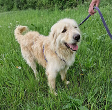 LEON, Hund, Mischlingshund in Drenkow - Bild 2