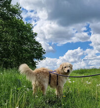 LEON, Hund, Mischlingshund in Drenkow - Bild 3