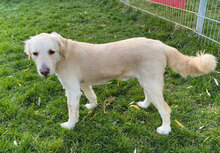 LEON, Hund, Mischlingshund in Drenkow - Bild 5