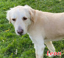 LEON, Hund, Mischlingshund in Drenkow - Bild 6